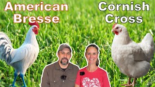 The Meat Chicken Dilemma IS there a clear WINNER Cornish Cross or American Bresse [upl. by Nadler]