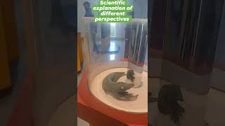 3d anamorphosis different perspectiveskalimpongtourism knowledge scienceexplained [upl. by Ailsun]