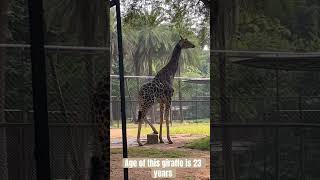 Giraffe💚animals giraffe nature [upl. by Annyl]