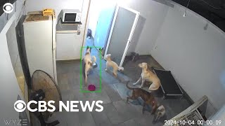 Shelter cats and dogs run frantically as Israeli bombs drop on Beirut [upl. by Enaed425]