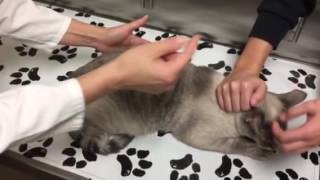 Constipation in a cat with megacolon How to monitor treat and care for your cat at home [upl. by Verdi]