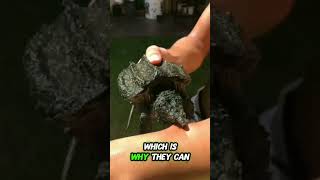 Why Are ALLIGATOR Snapping Turtles So AGGRESSIVE [upl. by Files]