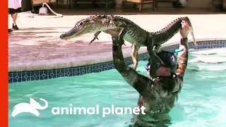 6ft Gator Battles Paul In Family Pool  Gator Boys [upl. by Ottilie718]