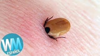 ¡Top 10 Picaduras de Insecto Más DOLOROSAS [upl. by Lashonde805]