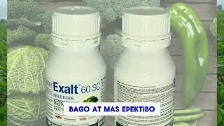 Exalt 60sc insecticide for trips Leafminer diamond back moth and fall army worm also [upl. by Atronna408]