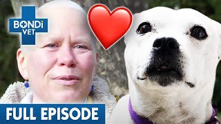 Dog and Owner Battle Cancer Together 💔  Bondi Vet Coast to Coast Season 3  Full Episode [upl. by Herring]