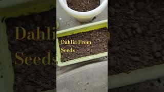 How to Grow Dahlia from SeedsBeejwalacomMix Dahliashortsdahlia trendingshorts [upl. by Lleral734]