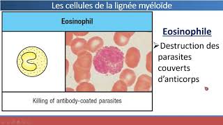 Organes et Cellules du Système Immunitaire [upl. by Nimra]