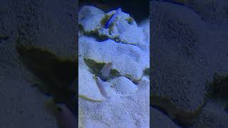 Boring Jawfish suck sand and spit it out to make their tunnels [upl. by Yelena]