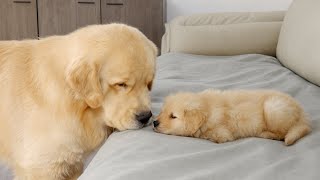 What Does A Golden Retriever Do When It Finds A Sleeping Puppy [upl. by Nyladnewg]