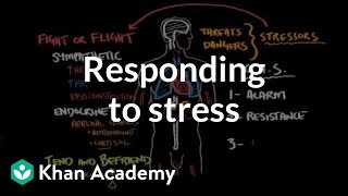 Responding to stress  Processing the Environment  MCAT  Khan Academy [upl. by Portuna]