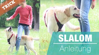 Hund SLALOM beibringen  Hundetrick Cross  durch die Beine laufen [upl. by Einwat]