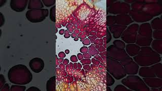 Testing new products fluidart oddlysatisfying abstractart [upl. by Jo-Anne]