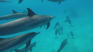 Marsa Alam Egypt Dolphin Freediving [upl. by Asenev]