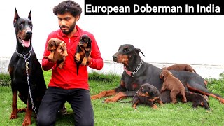 European Doberman ने बदल दी इस युवा की किस्मत  European Doberman In India  Doberman Lover [upl. by Blatman]