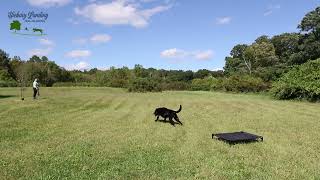 Steadiness Drills  Teach Your Dog Better Control [upl. by Inihor]