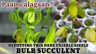 How to Grow amp Repot Albuca Spiralis Frizzle Sizzle Bulb Succulent  다육식물  多肉植物  Suculentas [upl. by Initirb]