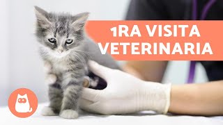 ¿Cuándo llevar al gato al veterinario  Primera visita desparasitación y vacunas [upl. by Freytag]