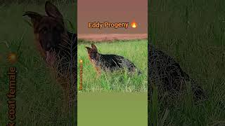 Eddy Vom Glory 💥 Progeny Stock coat female 🔥 [upl. by Benton902]