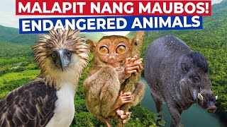 Critically ENDANGERED Animals Na Sa Pilipinas Lang Matatagpuan [upl. by Ynatirb]