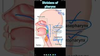 Parts of Pharynx  Nasopharynx  Oropharynx  Laryngopharynx  Hypopharynx biology neetbiology [upl. by Mcintyre]