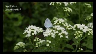 Eupatorium Rugosum Lucky Melody® 4K [upl. by Nathaniel]