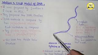 Watson And Crick Model Of DNA  Class 10 Biology [upl. by Linette]