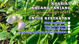 Khasiat Kacang Panjang untuk Kesehatan  Diabetes Demam Berdarah Diuretik [upl. by Stearne]