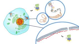 M phase cyclin  Cyclin B and CDK1 [upl. by Aihsat802]