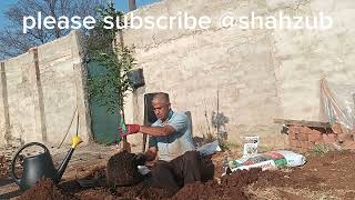 kumquat nagami planting Shahzub gardening southafrica plantlover education citrus [upl. by Attiuqahs]