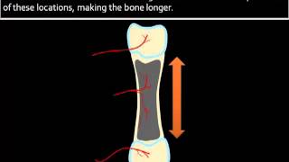 Bone Formation Growth [upl. by Nieberg]