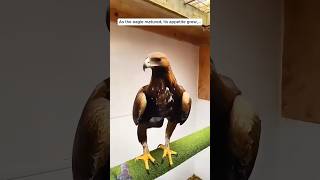 eagles babyhawk wildlife hawk birds animals sorts vidio [upl. by Finlay]