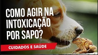 Intoxicação por Sapo Como Agir o que Fazer para Evitar o Pior  Dica do Veterinário [upl. by Econah]