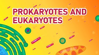 Prokaryotic vs Eukaryotic Cells  Differences Animated [upl. by Town406]