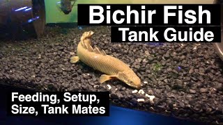 Senegal Bichir Care Guide  Feeding amp Size [upl. by Mojgan]