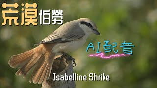 將軍之行探訪荒漠伯勞4KGo visit Isabelline Shrike [upl. by Laing]