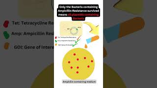 Confirming Recombination Screening Bacteria Using Antibiotic Resistance GeneCloning [upl. by Idoux391]