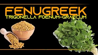 INFORMATION 68  FENUGREEK TRIGONELLA FOENUM GRAECUM [upl. by Boesch]