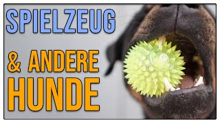 Andere Hunde  Spielzeug  Was kann passieren  In Ordnung oder NoGo  TGH 343 [upl. by Levine693]