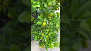 Homegrown kumquats kumquat fruit trending viralvideo shorts [upl. by Atener791]