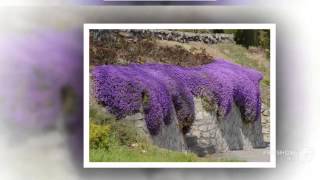 Aubrieta  garden plants [upl. by Cocke]