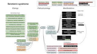 Serotonin syndrome mechanism of disease [upl. by Nilreb]