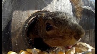 Squirrel Under Glass  Feeders by Refined Pallet [upl. by Sad688]