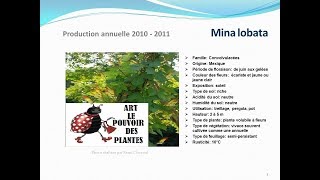 conseils jardinage Mina lobata fiche technique plante annuelle [upl. by Inneg336]