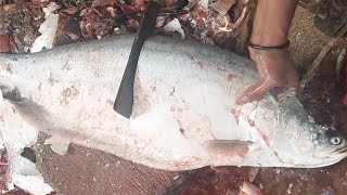 Red coral fish cutting skills show Animal bd [upl. by Iteerp]