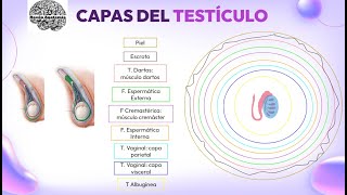 Capas del testículo  ANATOMÍA DE MOORE [upl. by Egon]