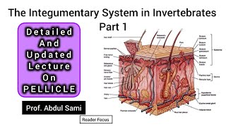 Integumentary System in Invertebrates PELLICLE animals zoology biology unicellular [upl. by Hippel]