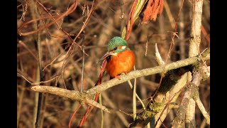 Ledňáček říční Common kingfisher Eisvogel IJsvogel Martinpêcheur birds birdwatching [upl. by Showker]