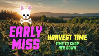 Labour Day Harvest  Early Miss  Episode Seven  Spider Farmer SF2000 Complete Grow Tent Kit [upl. by Eimareg]