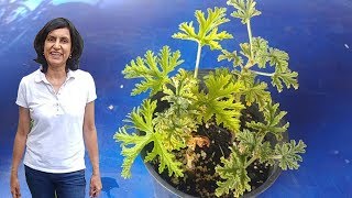 Propagating Citronella with actual results [upl. by Kalman]